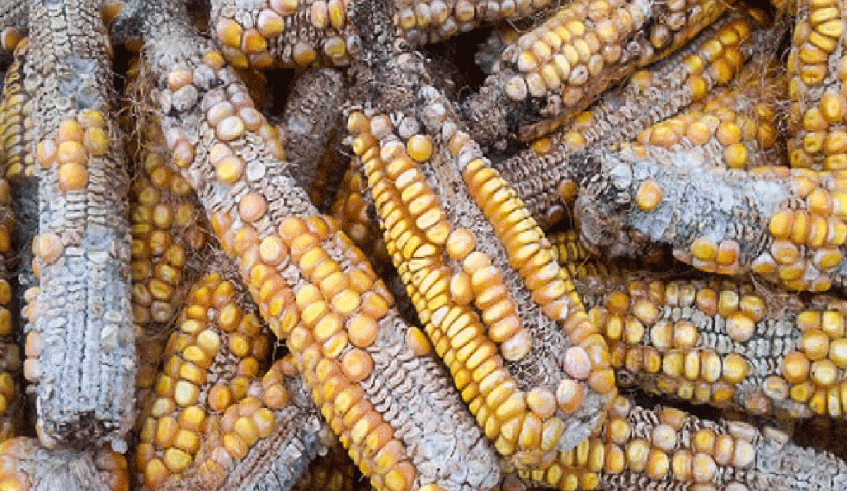 Aflatoxins are still one of the major threats to both the agricultural economy and nutritional safety of the nation. / Photo: File.