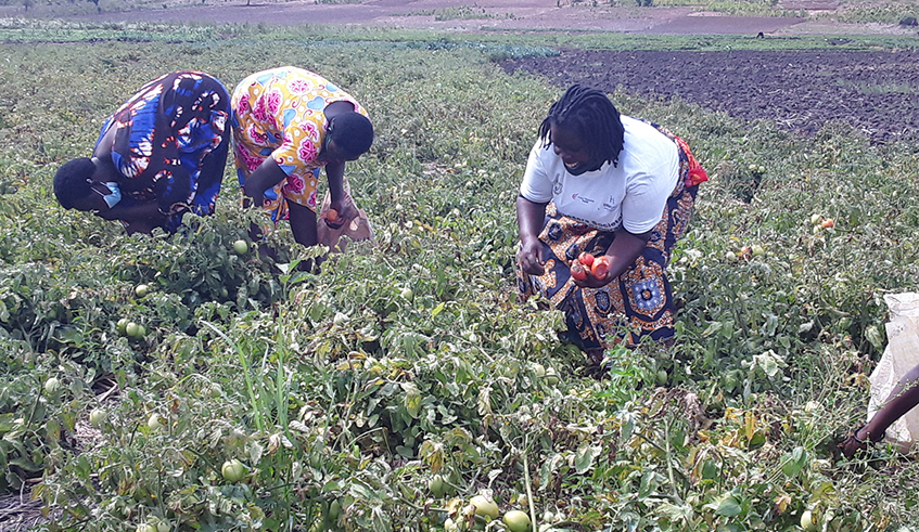 The village is composed of Genocide survivors and perpetrators; they are jointly implementing income generating activities such as agriculture, livestock and basket weaving. / Photo: Michel Nkurunziza.