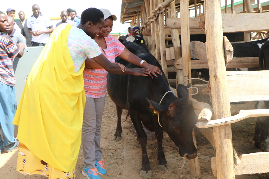 A citizen receives a cow to boost her wellbeing from Girinka Programme. New local government leaders are expected to work on the categorization of Ubudehe. 
