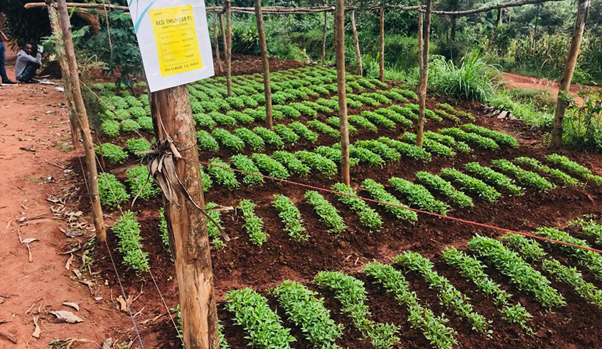 Rwiyereka aims at producing high-quality horticultural products that meet the needs of the consumers. / Photos: Courtesy.