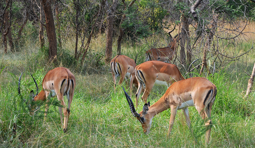 Some kobs at Akagera National Park. In February Police also arrested two of four hunters that had been endangering wild animals in Akagera National Park. / Photo: Sam Ngendahimana.