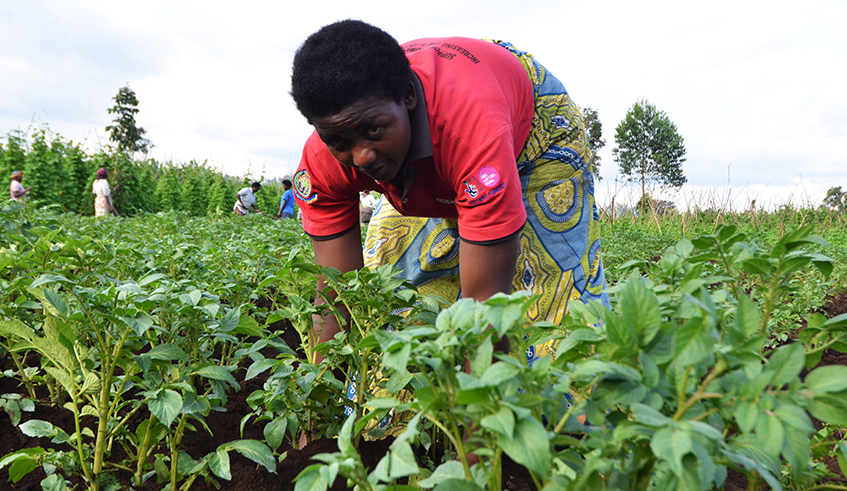 Farmers work in potato plantation in Musanze District . / Sam Ngendahimana