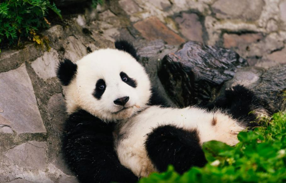 The snapshots of the loving creatures are most telling that the population of wild giant pandas is growing and their habitat is expanding.