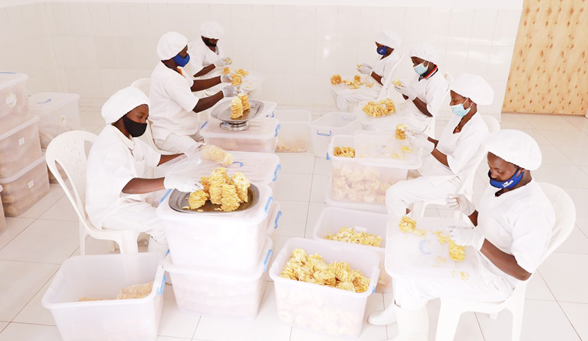Workers sort some dried banana in Gatsibo District . / Courtesy