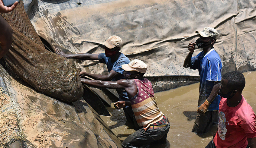 Fish harvest 12 March 2021 in Rulindo District thanks to the integrated farming. / Photo: FAO.