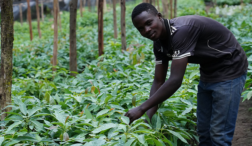 KIIWP created jobs for youth who work in tree nurseries, among others. / Photo: IFAD.