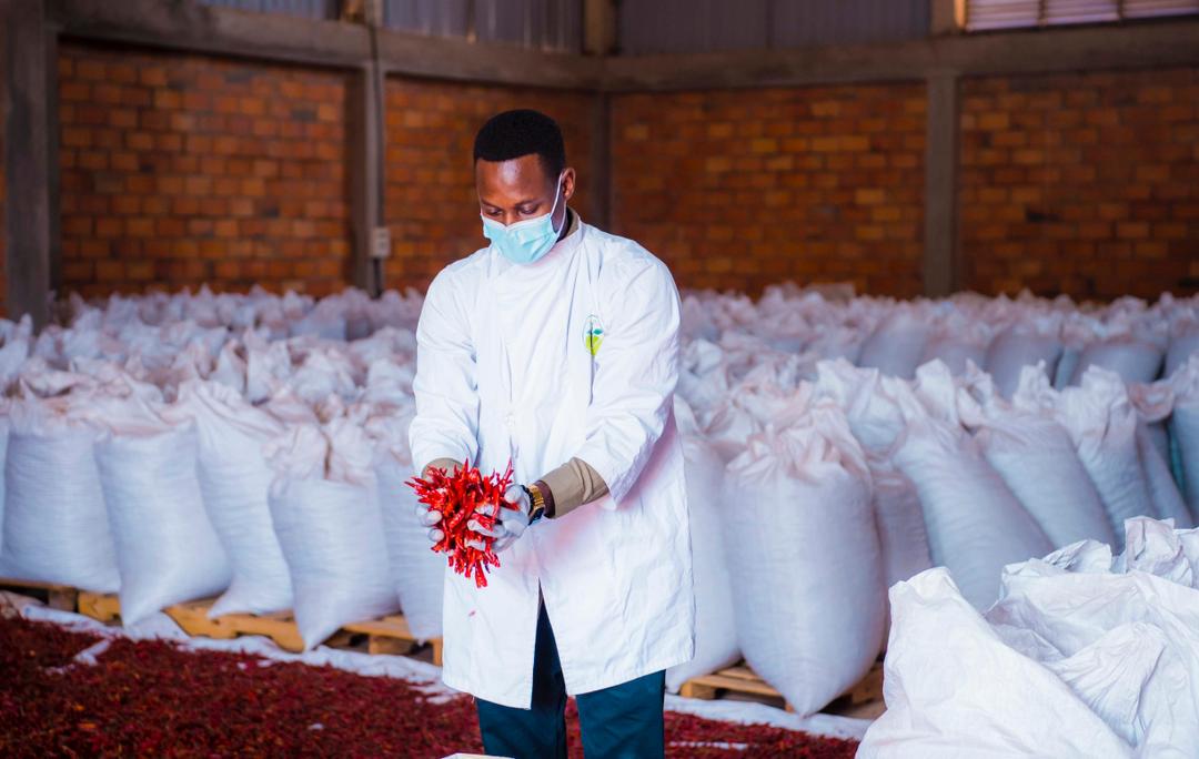 Dieudonne Twahirwa, a young Rwandan entrepreneur in agribusiness who is also the Managing Director of Gashora Farm in Bugesera District. 