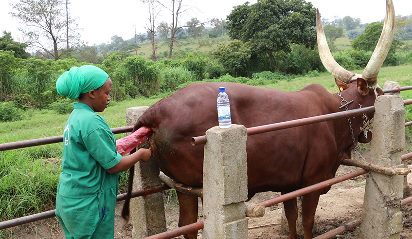 A veterinary conducts the artificial  insemination at ISAR Songa. RAB has said that it is building an enabling environment that will see all veterinary services put under private operators. / Photo: File.
