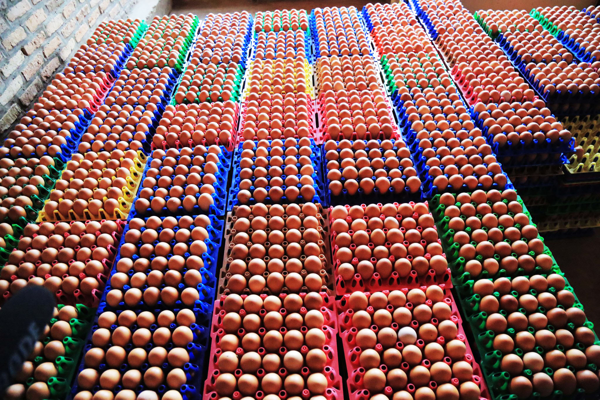 Thousands of eggs collected at one of poultry farm in Gikomero Sector. 