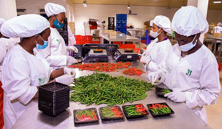 Workers sort fresh chili for export at NAEB warehouse in Kigali on on December 1, 2020 . / Courtesy