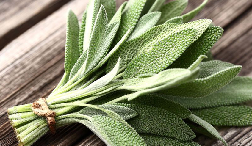 Sage can be found in most local markets.  Photo/Net