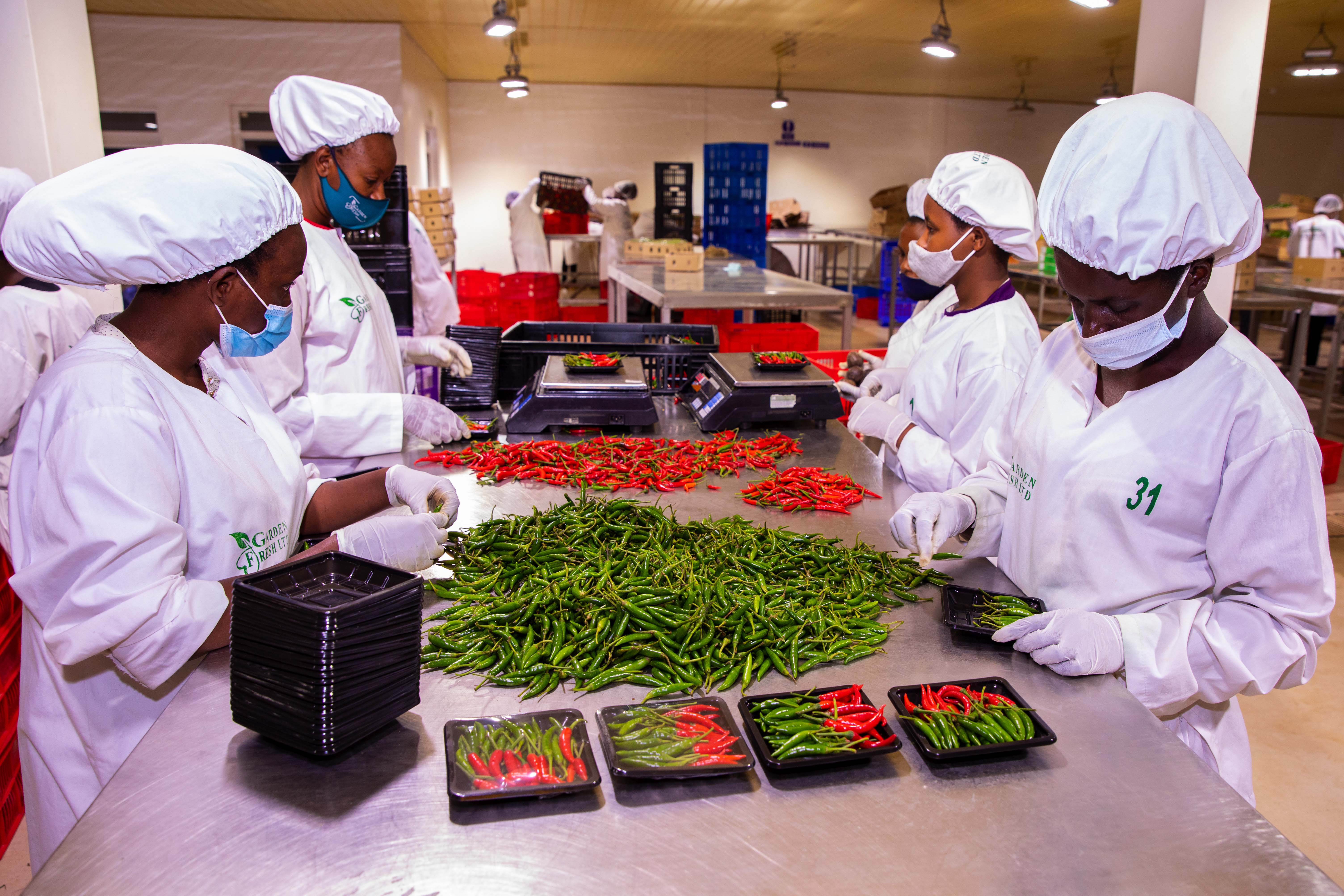 Workers sorting fresh chili for export at NAEB warehouse in Kigali (File)
