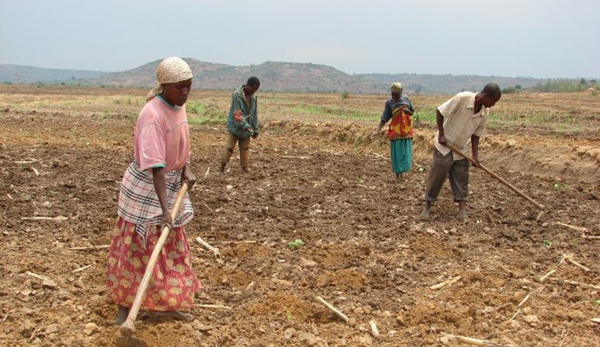 A view of a drought maize plantation in Kayonza District . / Courtesy