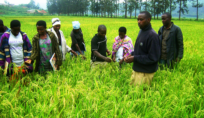 Rice farmers inspect their crops ready for harvest at Cyaruhogo Wetland in Rwamagana District. / Photo: File.