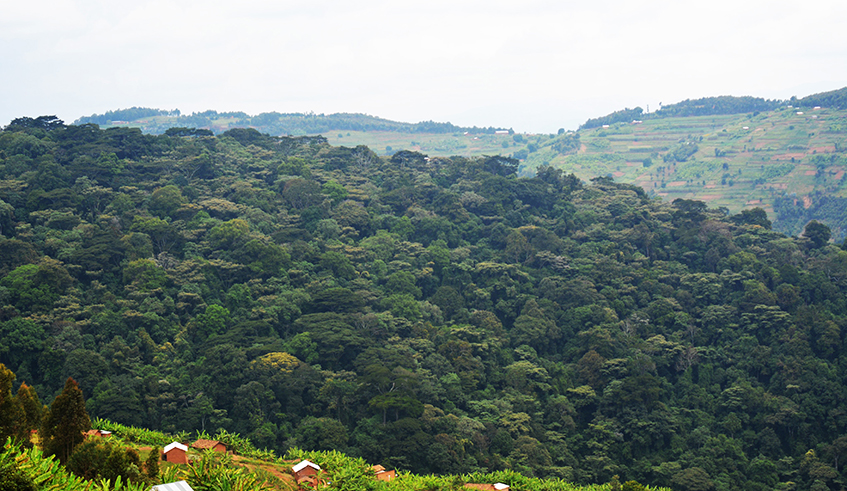 A view of Busaga natural forest in Muhanga District which is among the leading protected areas. / Photo: Courtesy.