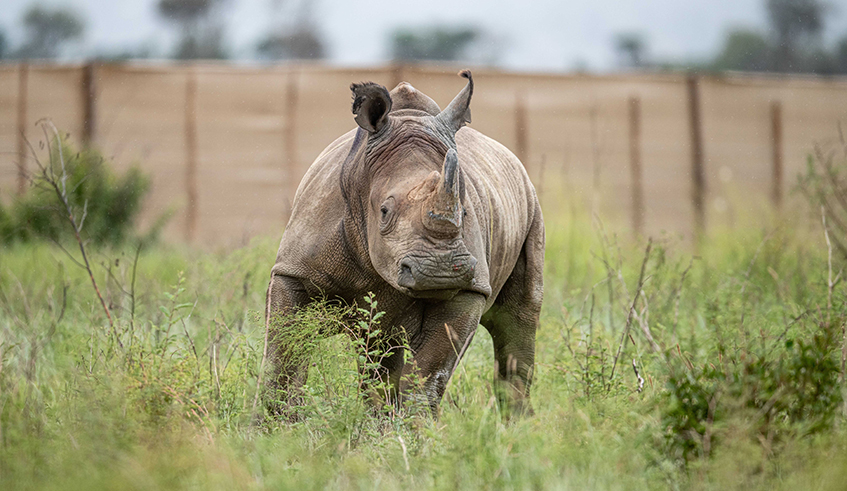 One of  the newly offloaded White rhinos that were released into Akagera National Park on November 29, Photo by  Gael Vande Weghe & African Parks.