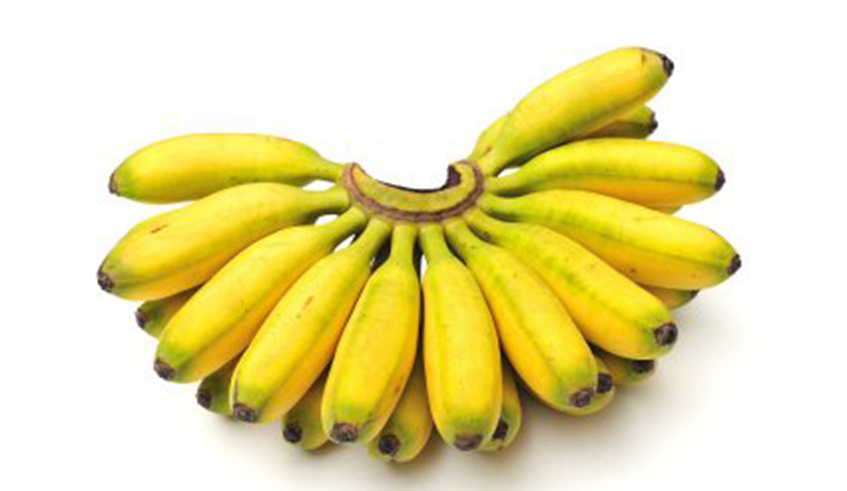 Baby bananas can be found in all local markets.  Photo/Net