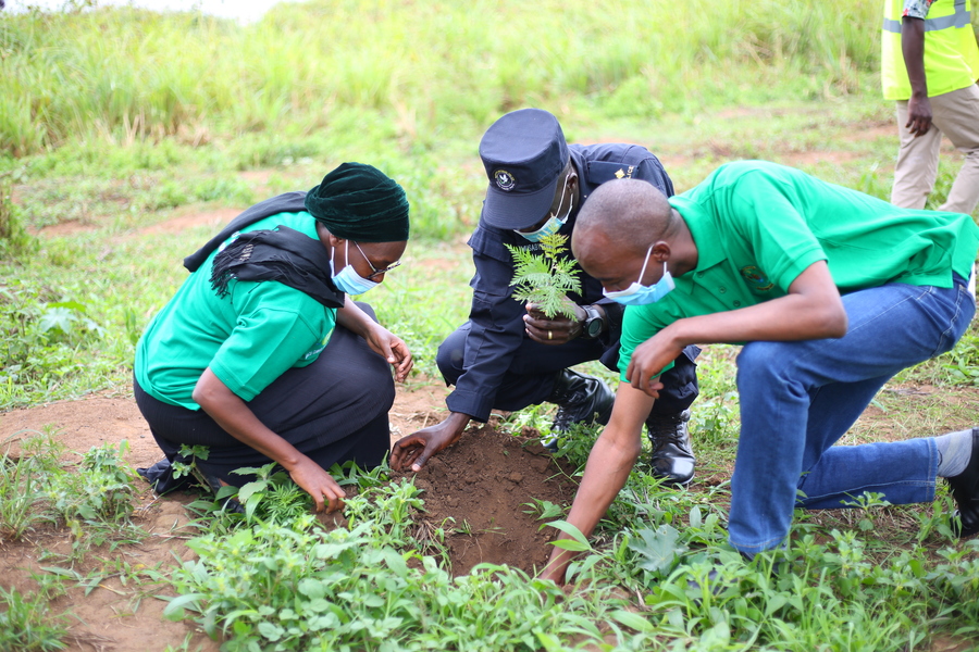 Miracle corners Rwanda in planting trees.