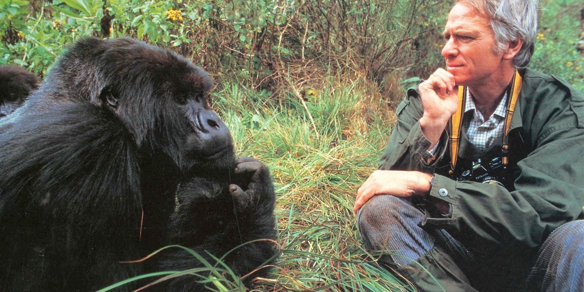 Dr Alan Goodall while visiting mountain gorillas. / Photo: Courtesy.