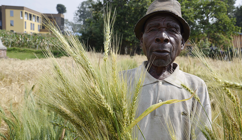 A wheat farmer works in his plantation in Burera District. / Photos: File.