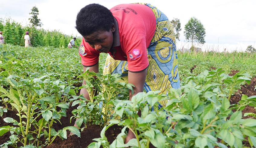 A farmer puts  fertilisers in her sweet potatoes plantation in Musanze.Rwanda has laid out plans to set up a bulk blending fertiliser and storage plant in Bugesera Industrial Park. / Sam Ngendahimana