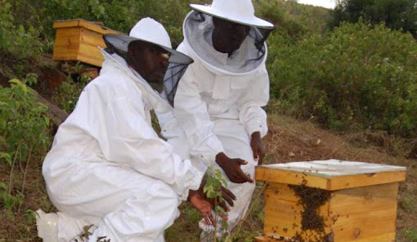 In Nyamasheke district, for instance, the bee population has decreased to such an extent that the productivity of honey has decreased drastically.