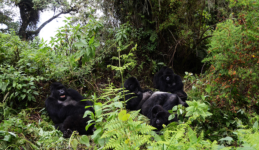 Rwanda mountain gorillas in Volcanoes National Park in the north of Rwanda .Ministry of Environment we are designing a $38 million (Rwf38.4 billion) project that could promote conservation . / Sam Ngendahimana