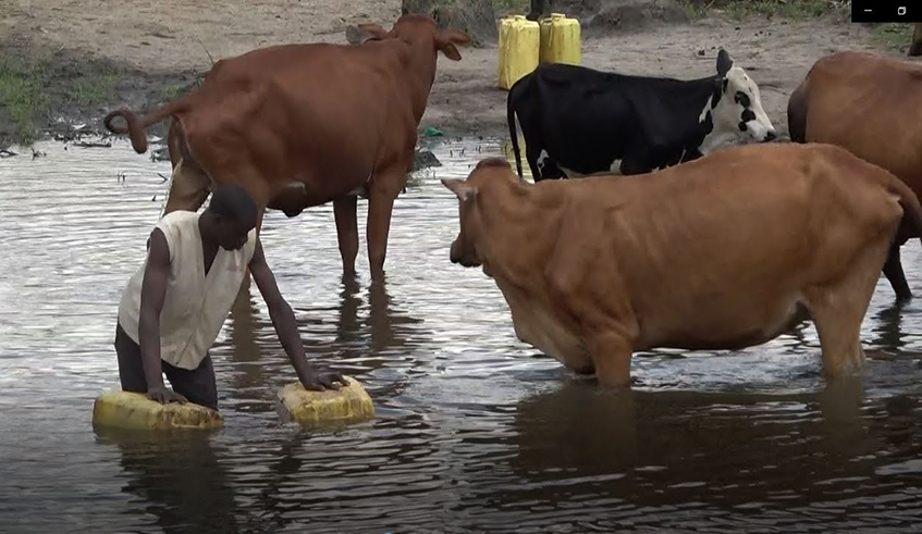 Some cattle drink water in Muvumba river in Nyagatare District. / Photo: File.