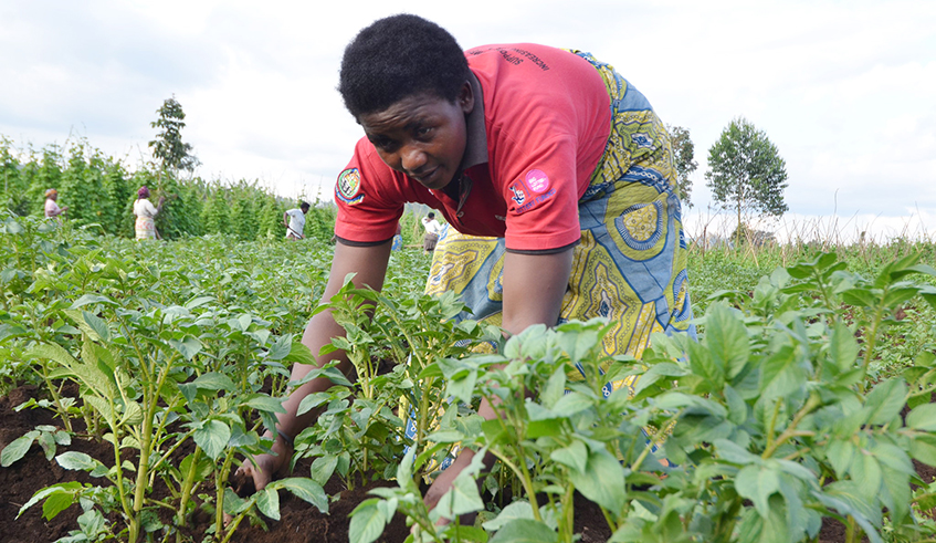 Farmers puts fertilizers in potato plantation in Muko Sector Musanze District. / Sam Ngendahimana