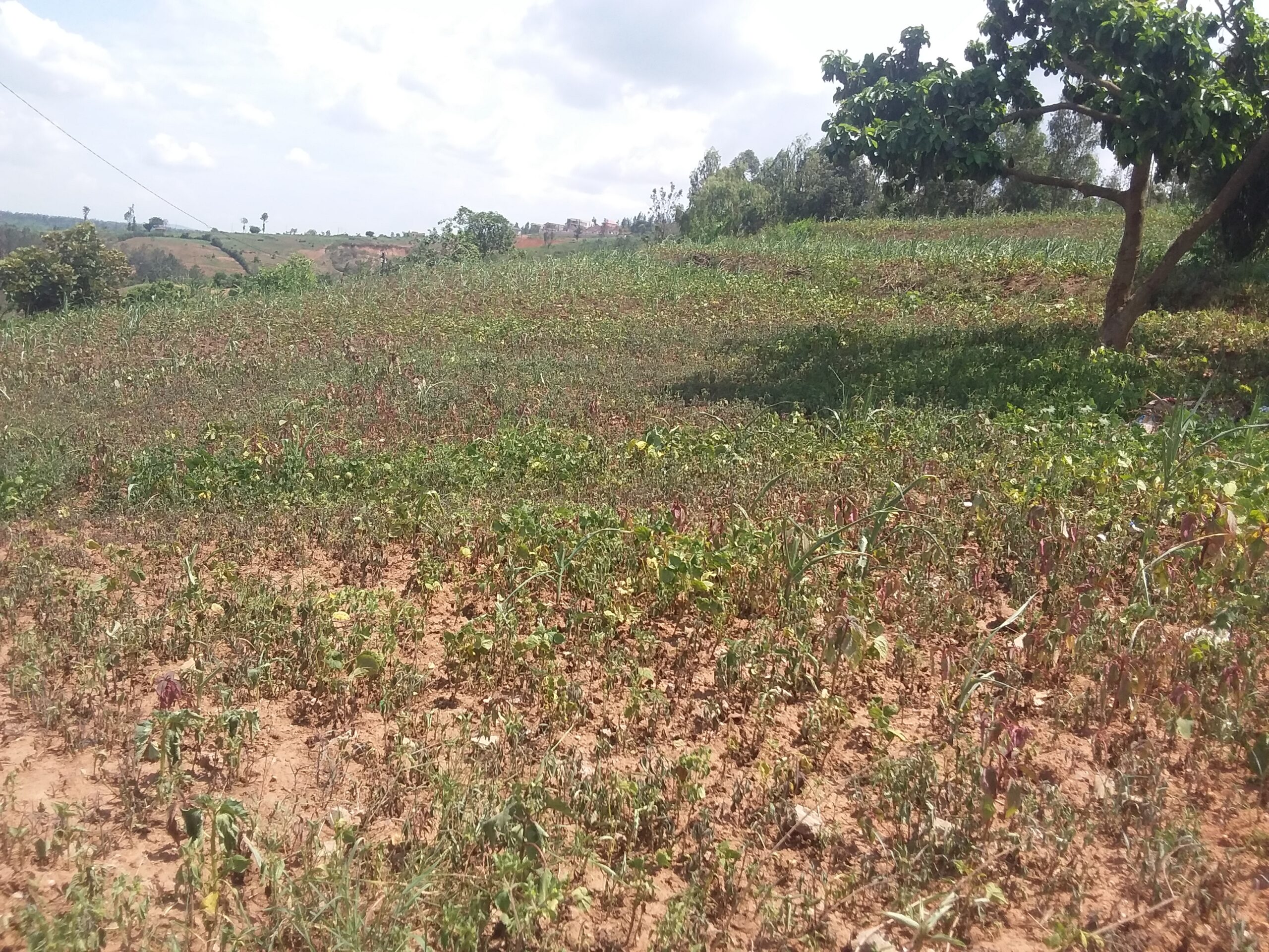 A view of a dried beans plantation in Ntarama in Bugesera District. In December 2021, the government embarked on distributing food relief to the needy families mainly in the seven hard hit districts of Bugesera, Gatsibo, Kayonza, Kirehe, Ngoma, Nyagatare and Rwamagana. File