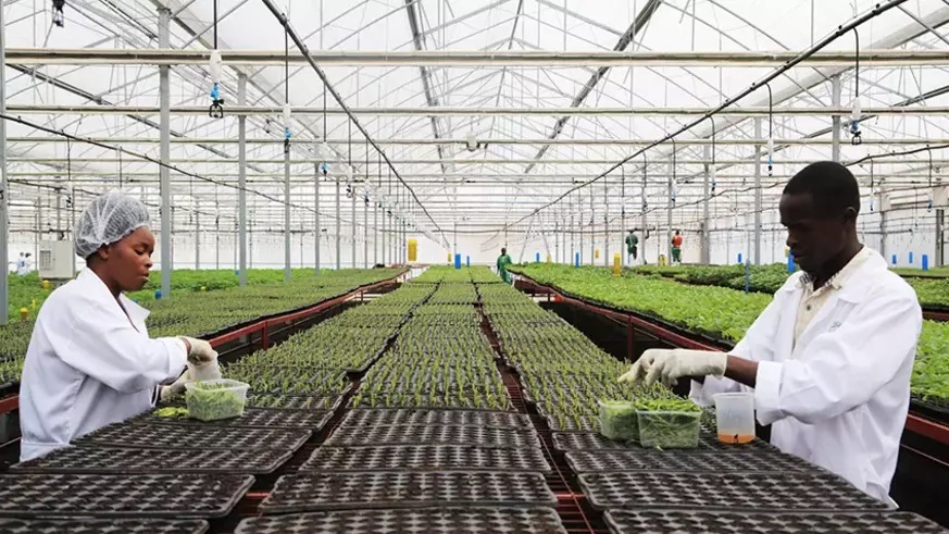 Employees work in a green house multiplying seeds in Musanze District. Ensuring that promising technological innovations are developed and implemented requires a strong, competitive, and transparent regulatory framework. / Net photo.