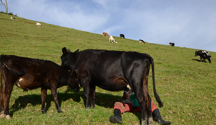 Cattle in the grazing area around Gishwati forest in Ngororero District. According to farmers dozens of cows were killed by the unidentified animal. / Sam Ngendahimana