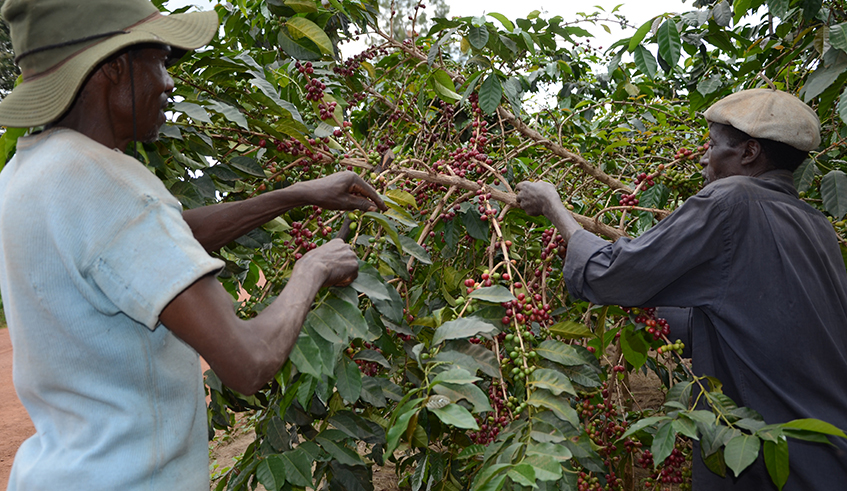 Coffee farmers crop fresh coffe in Ruli sector ,Gakenke District. / Sam Ngendahimana