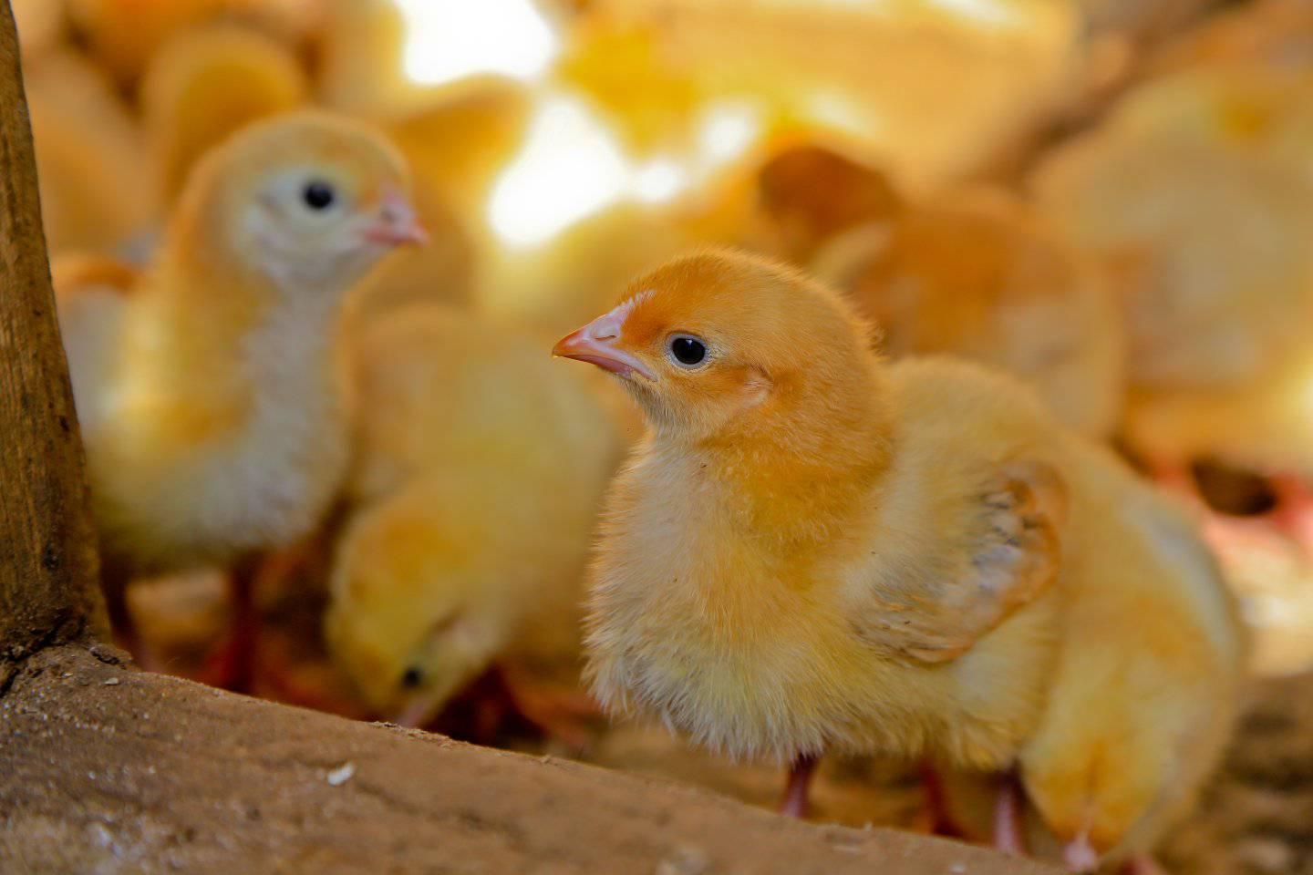 Some of chicks produced by Uzima Chicken Ltd. The firm is supplying local poultry farmers and those in  export countries with chicks. 
