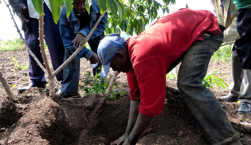 Cassava farmers inspect their plantation in Ntongwe Sector, in Ruhango District. / All photos by Sam Ngendahimana.