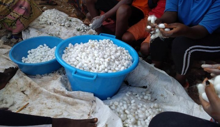 Farmers sorting silk cocoons. There is worry among farmers about the future of their activities after the Korean investor left Rwanda's silk sector . / Courtesy