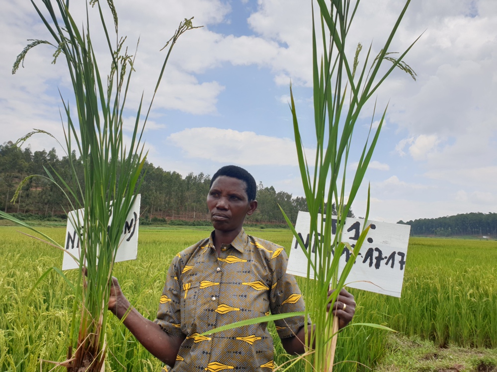 A farmer from Rugeramigozi rice growing marshlands.