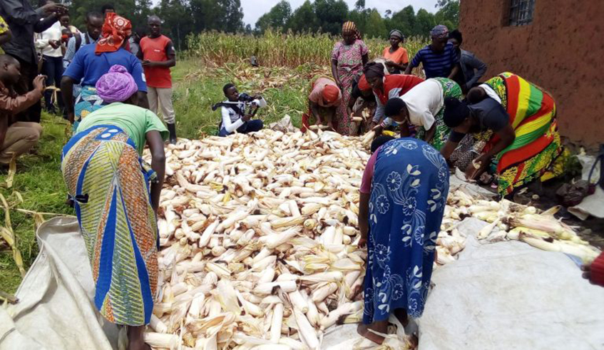 Farmers sort their maize production at a collection site in Gatsibo District. / Courtesy.