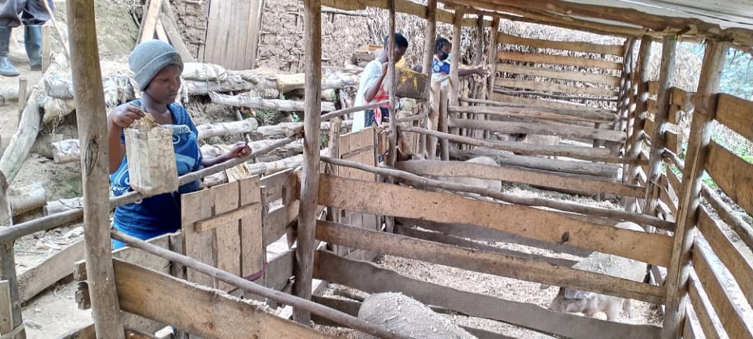 Pigs are changing young mothersu2019 lives in Kigeme refugee camp. / Photo: Courtesy.
