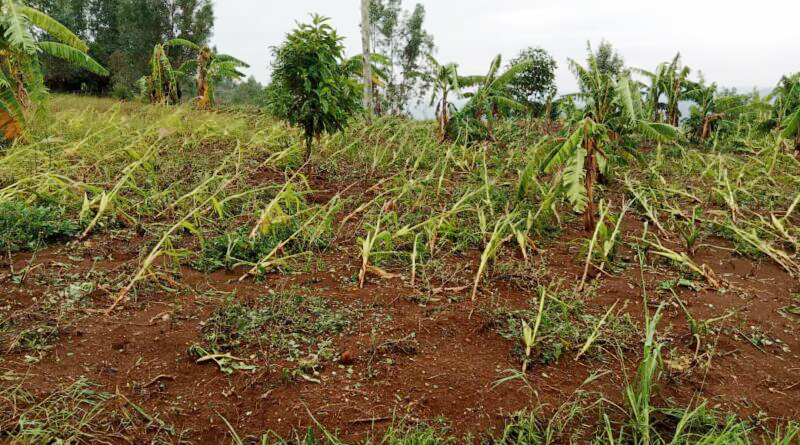 Some of the crops that were destroyed by heavy rains in Gisagara District in January 2022. 