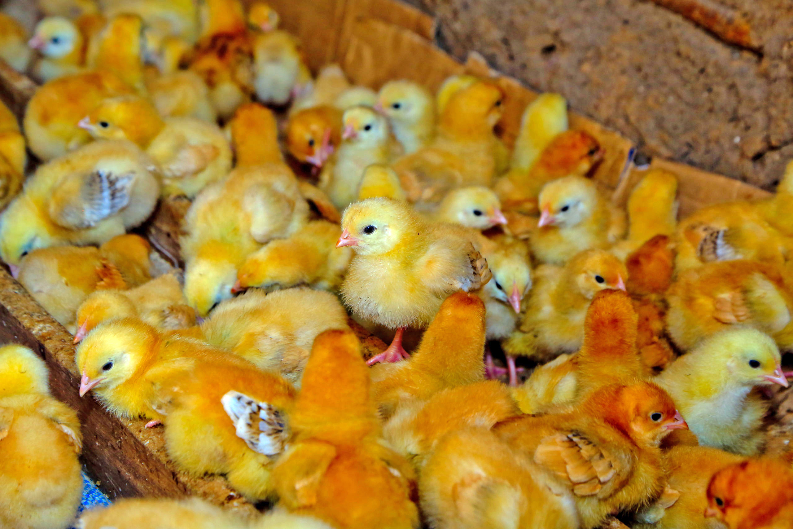 Some of the chicks produced by Uzima Chicken Ltd in Rwanda. A ban imposed on poultry imports in November 2021 remains. Photo: Courtesy.
