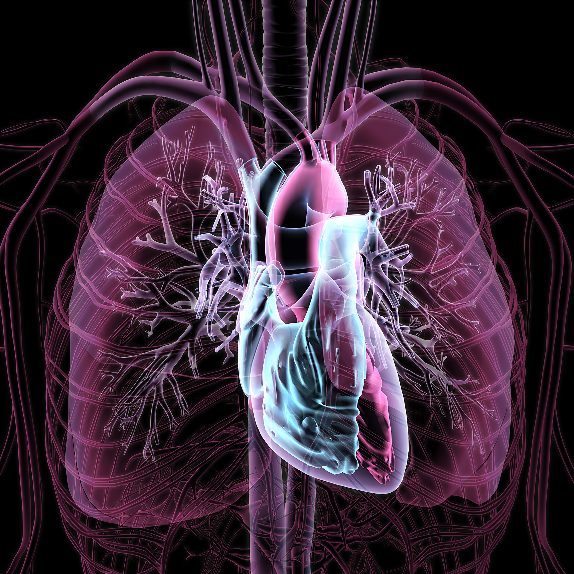 Pulmonary hypertension is a type of high blood pressure that affects the arteries in the lungs and the right side of the heart. Photo/Net