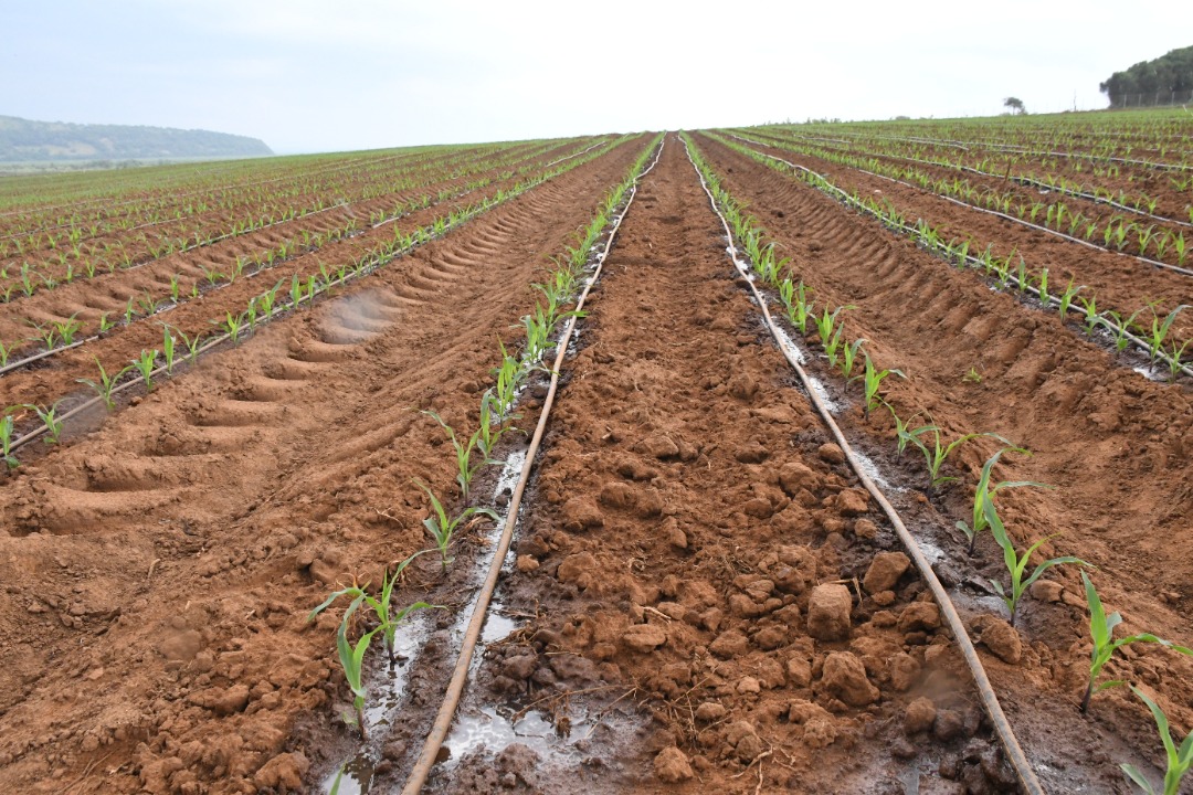 A partial view of the commercial land in Gabiro Agribusiness Hub project in Nyagatare District developed for investors to lease.  Photo: Courtesy.