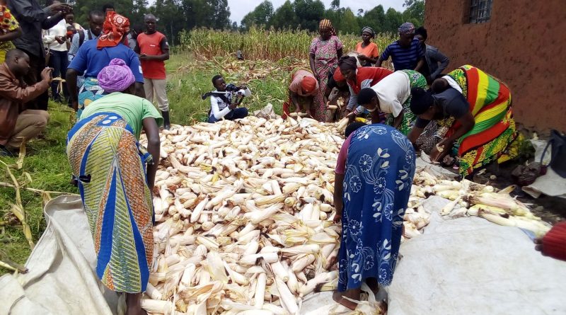 Farmers sort their maize production at a collection site in Gatsibo District. Photo: File.