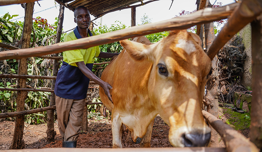 A resident feeds his cow that he got through Girinka Program. Photo: Dan Nsengiyumva.