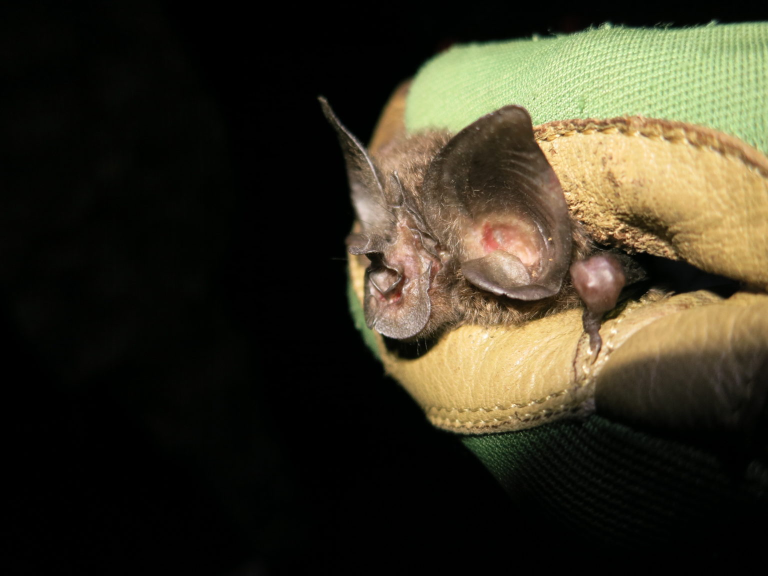 The Hillu2019s horseshoe bat, not seen in 40 years, was found again in Rwandau2019s Nyungwe National Park. 
