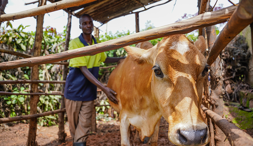 Xavier Niyonsenga feeding his cow in a cowshed built in his yard in Gikomero Sector Gasabo District. / All photos: Dan Nsengiyumva.