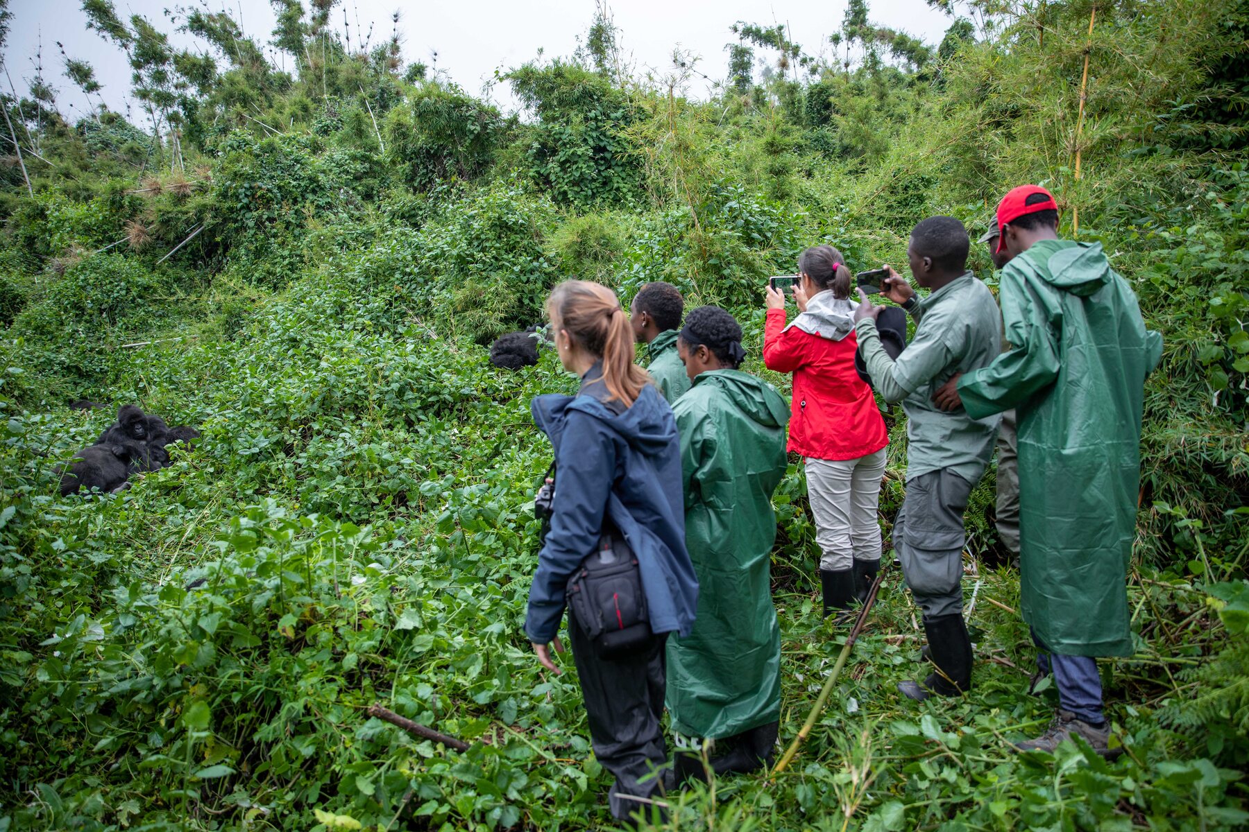 Tourists capture images of mountain gorillas in Volcanoes National Park in 2019. In 2020 due to Covid19 outbreak, tourism was among the worst hit sectors in Rwanda. 