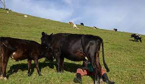 Four districts covering Gishwati area have a total of 159,891 cattle.