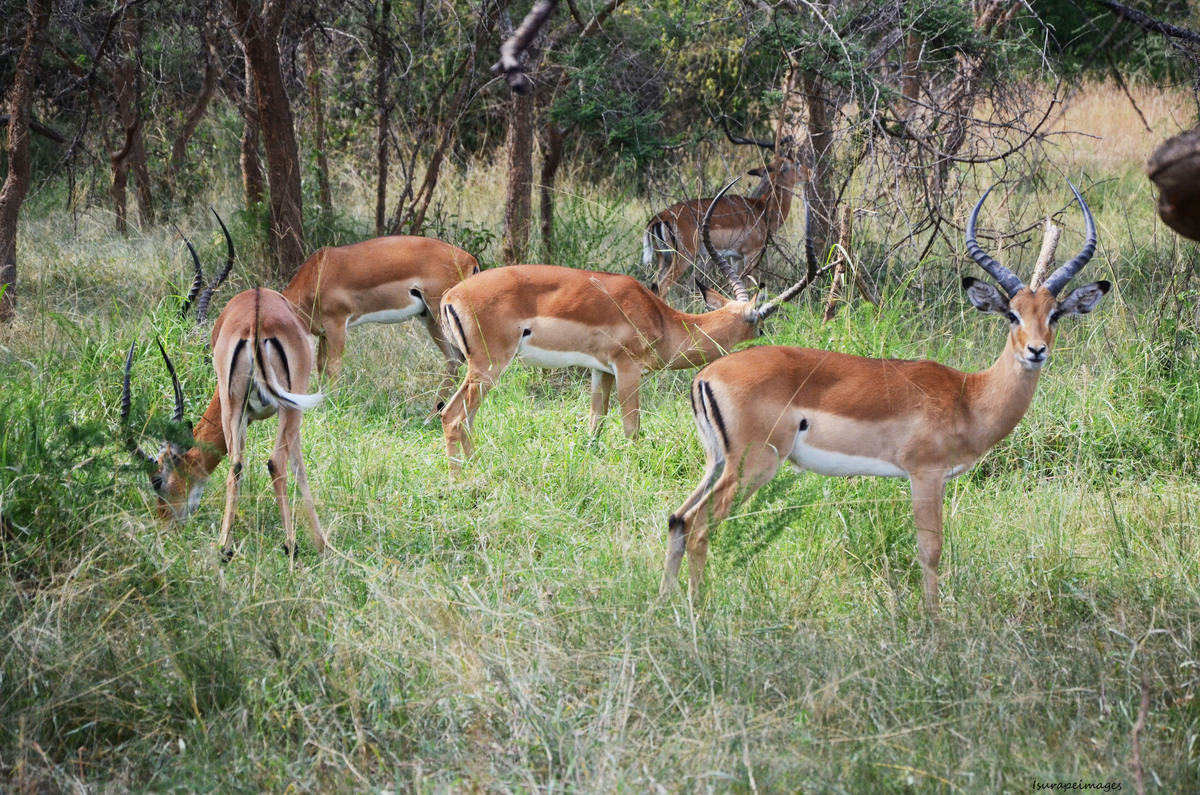 Impala grazing in Akagera National Park in Eastern Province. 